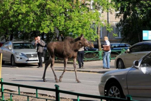 На території перм, другий день не може зловити лося, що біжить по місту На території перм, другий день не може зловити лося, що біжить по місту